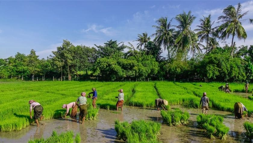 Images with ladies working in agriculture field