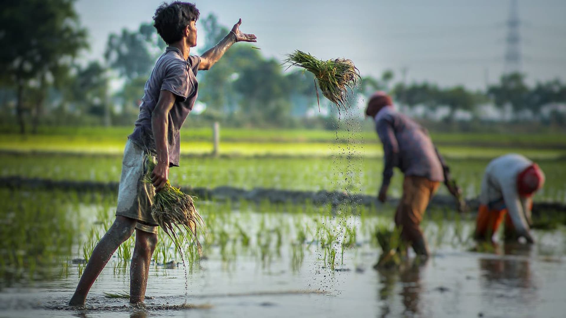 Images with man working in agriculture field